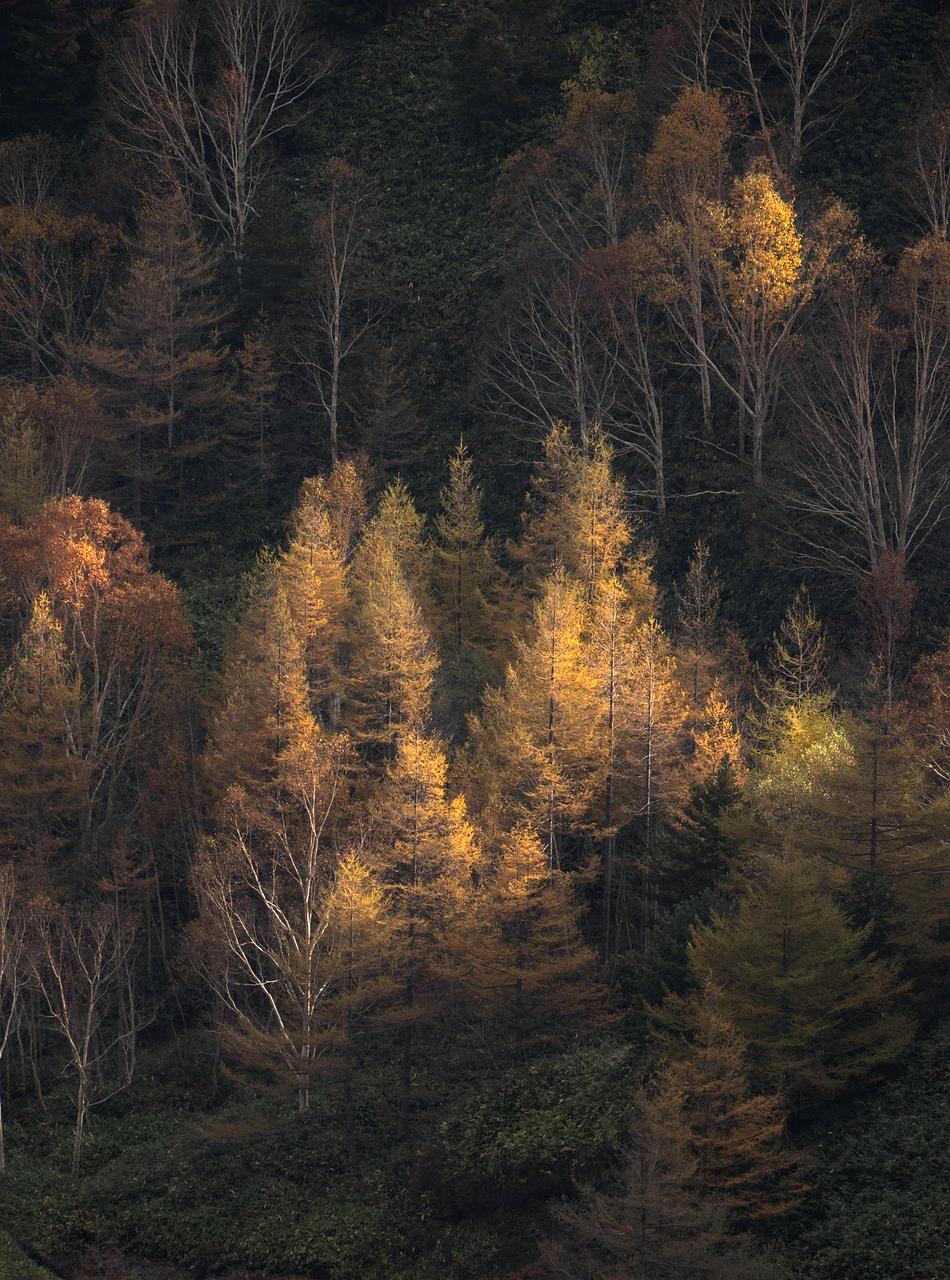 Forest landscape at sunrise representing modules on air quality